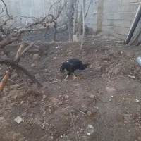 مرغ وخروس لاری ۷ماهه الان مرغ در حال تخم‌گذاری