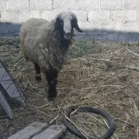 بُز محلی و قوچ محلی|حیوانات مزرعه|اسیر, |دیوار