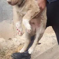 سه قلاده قدریجونی واگذاری|سگ|جیرفت, |دیوار