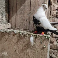 ماده دم سیا