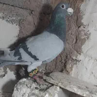 جفت کفتر آلمانی