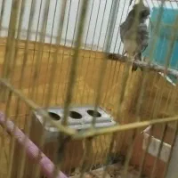 قناری نر گلاستر بخون|پرنده|خرمدشت, |دیوار