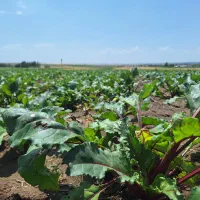 لبو شیریت سرت شده بدون ایراد