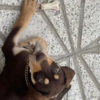 واگذاری دوبرمن