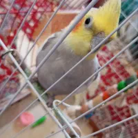 شلوار فروشی و یک عدد عروس هلندی نر دارم فروشی تخفی