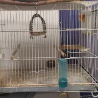 کوتوله برزیلی