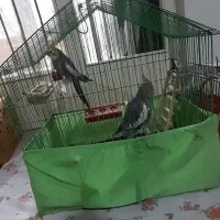 عروس هلندی و مرغ عشق|پرنده|دزفول, |دیوار