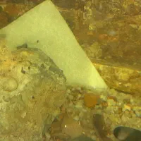 لجن خوار آکواریوم