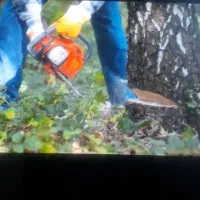 هرس و بریدن درختان