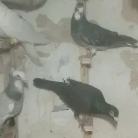 یکدونه ماده