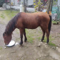 اسب جوان3ساله اروم باری سواری گعله دار فروشی|حیوانات مزرعه|چوبر, |دیوار