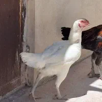 مرغ لاری قلم سبز بهترین نژاد