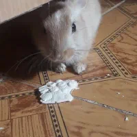 واگذاری حیوان|موش و خرگوش|رامهرمز, |دیوار