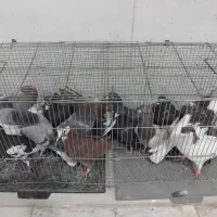 بله بیرون از شهری|پرنده|کرمان, |دیوار