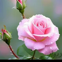یک لنگه گوشواره گمشده
