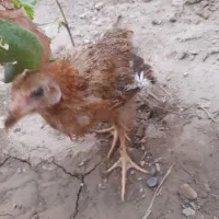 جوجه مرغ