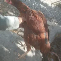 مرغ|حیوانات مزرعه|ایرانشهر, |دیوار