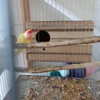 یک جفت کوتوله  برزیلی|پرنده|بهار, |دیوار