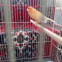 قفس وپرنده|پرنده|مشهد, رستگار|دیوار