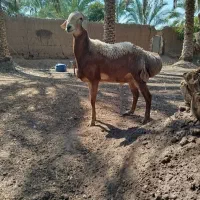 قوچ چینی قندوزی