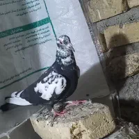 سوسکی|پرنده|زارچ, |دیوار