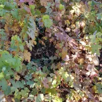 نهال انگور سیاه ریشه دار درجه یک|خدمات باغبانی و درختکاری|اورامان, |دیوار