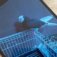 نره شازده سیاه گمشده در ورامین سمت کهنگل