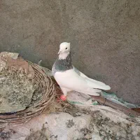 فرش طوقی