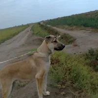 سگ دوخون سرابی و آلابای