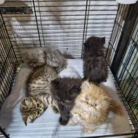 طوله گربه دوماهه پرشین و بریتیش