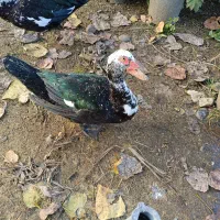 اردک اسرائیلی