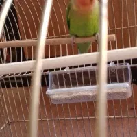 طوطی کوتوله