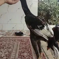 جوجه‌ خروس‌ لاری|حیوانات مزرعه|انبارآلوم, |دیوار