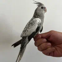 عروس هلندی ایزابلا