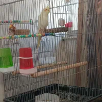 فروش عروس هلندی