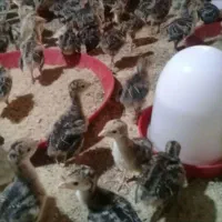 غاز،بوقلمون،مرغ،تخم نطفه دار،دستگاه جوجه کشی|حیوانات مزرعه|تهران, مشیریه|دیوار