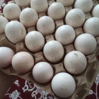 تخم نطفه دار بوقلمون