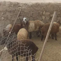 بره نر و ماده|حیوانات مزرعه|دره شهر, |دیوار