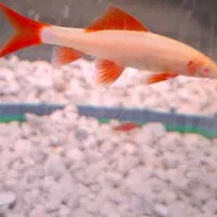 ماهی شارک کرم