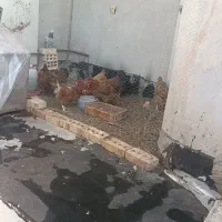 مرغ جوان