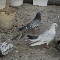 دم سبز هفت رنگ