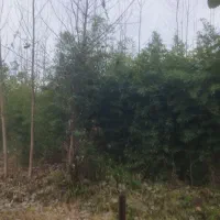 فروش گیاه بامبو خیزران در باغ