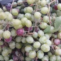 غوره محلی دیم