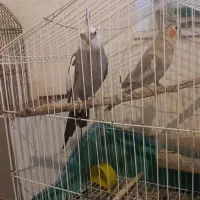 یک جفت عروس هلندی نر سخن گو|پرنده|یاسوج, |دیوار