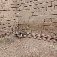 شادگان|حیوانات مزرعه|شادگان, |دیوار