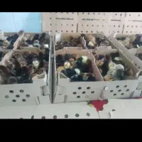 جوجه فروشی به قیمت عمده|حیوانات مزرعه|فین, |دیوار