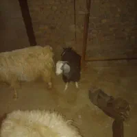 دو عدد بزغاله کوچک ماده|حیوانات مزرعه|بیرجند, |دیوار