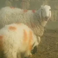 مزرعه وحیوانات