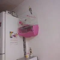 عروس|پرنده|مشهد, طبرسی شمالی|دیوار