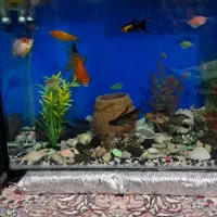 آکواریوم شیشه  خم علت کمبودجا با مقداری وسایل|ماهی|پاکدشت, پاکدشت (مامازند)|دیوار